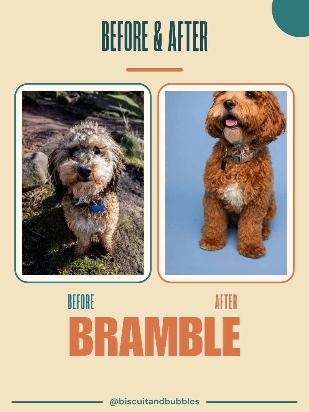 Dog Groomer pack example: Before & after post for Bramble, filled in with real photos