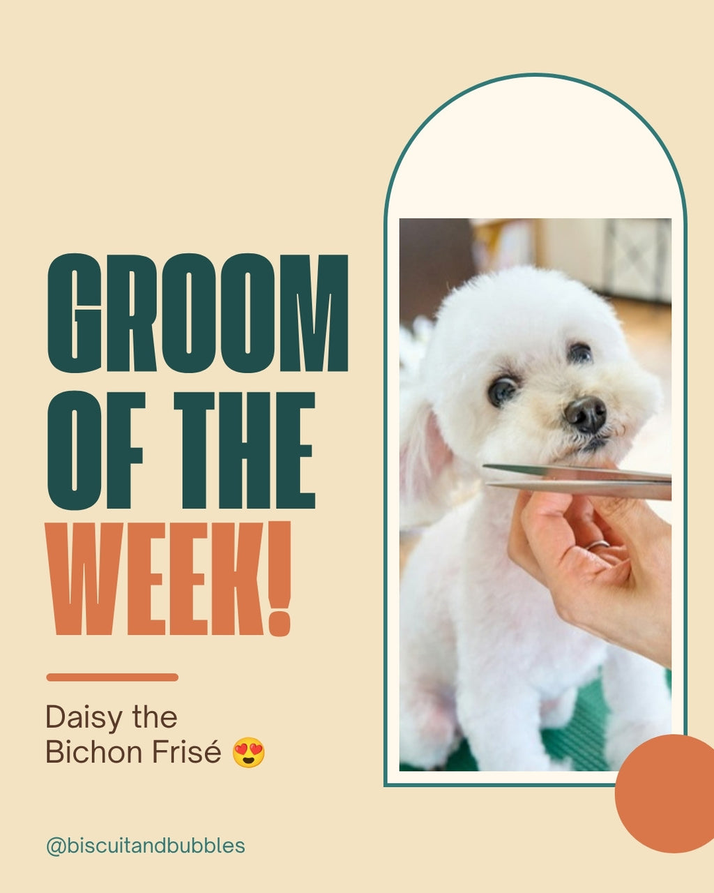Dog Groomer pack example: Groom of the week post featuring Daisy the Bichon Frise