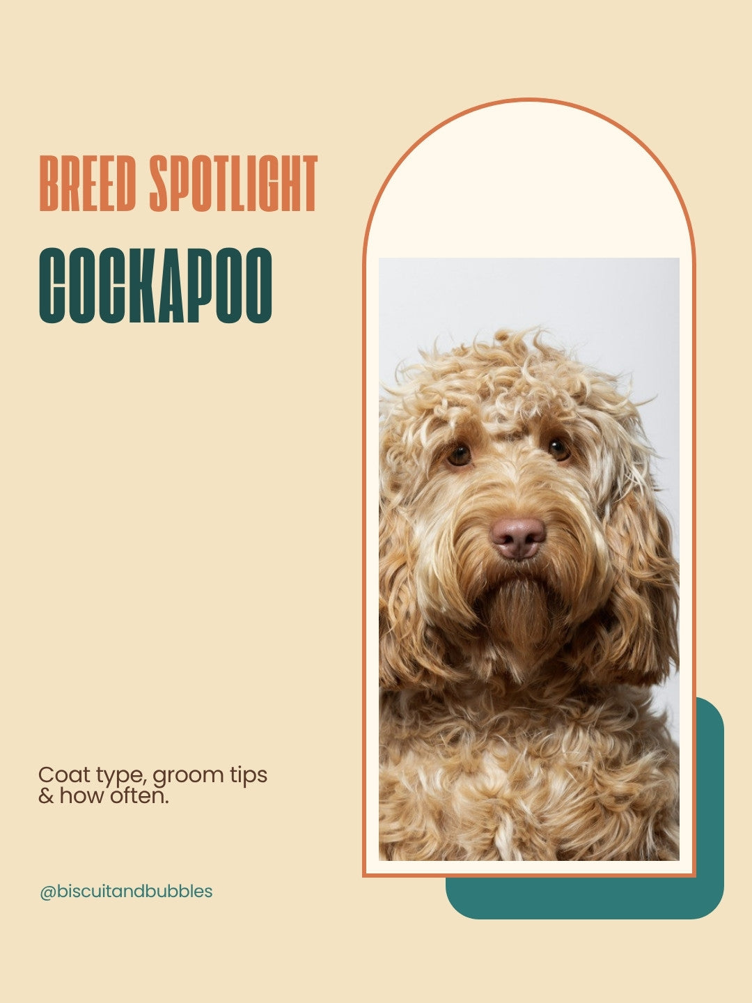 Dog Groomer pack example: Breed spotlight post on the Cockapoo